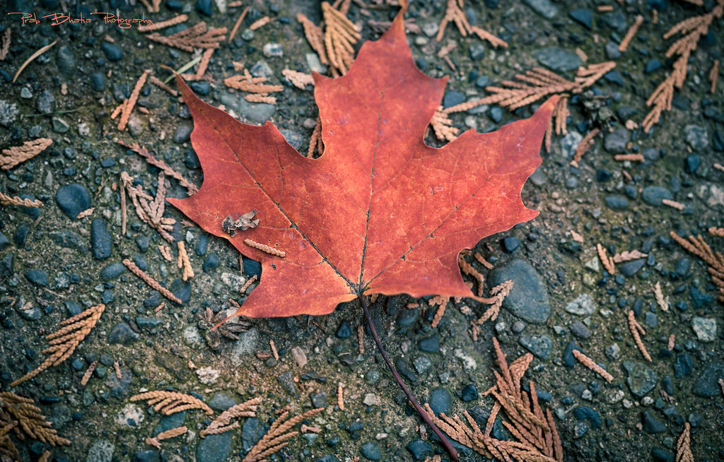 Announcing Autumn | AAW - Two Times to the Right I guess now… | Flickr