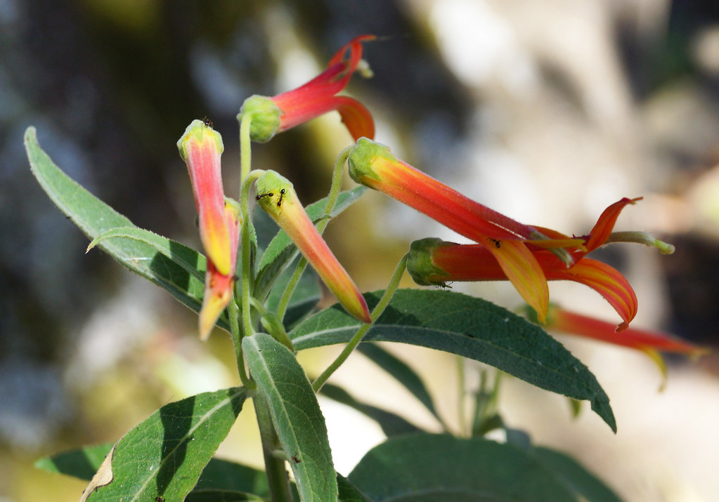 Lobelia laxiflora | Familia:Campanulaceae Subfamilia:Lobelio… | Flickr