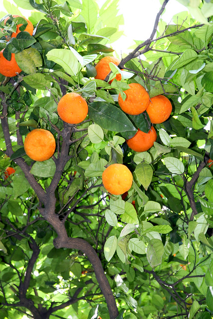 Sevilla oranges, Piaza de San Leandro
