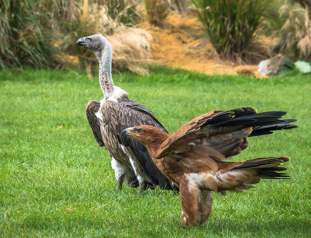 A vulture and a Goden Eagle in a flying display at the Hawk Conservancy near Andover