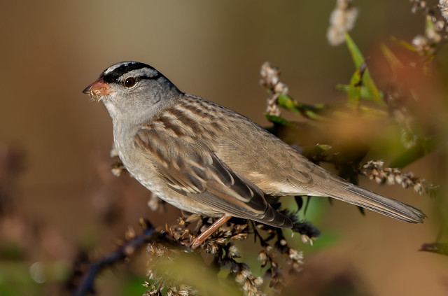 My Favorite White-crowned Sparrow Portrait