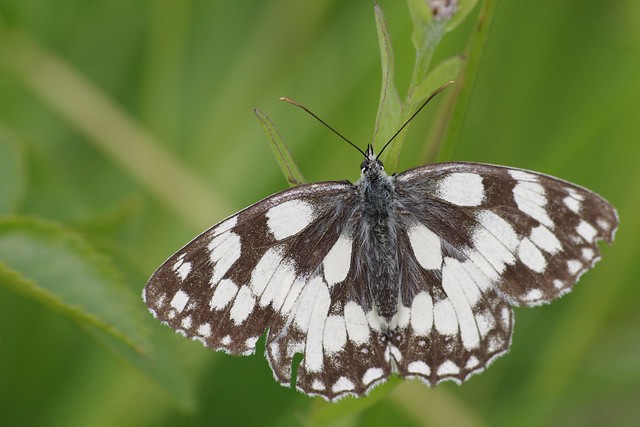 IMGP2660 Marbled White, Devil's Dyke (Cambs), July 2012