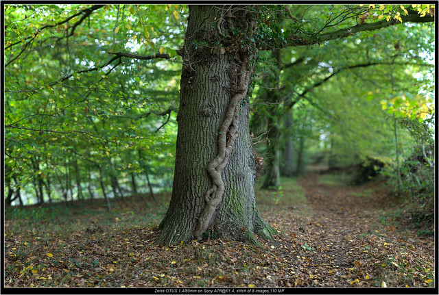 Zeiss OTUS 1.4/85mm on Sony A7R@f/1.4, stitch of 8 images, 170 MP