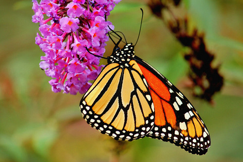 butterfly landscape butterflies northcarolina monarch gastonia