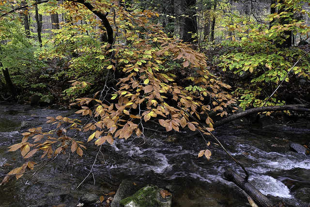 Appalachian Trail Stream III