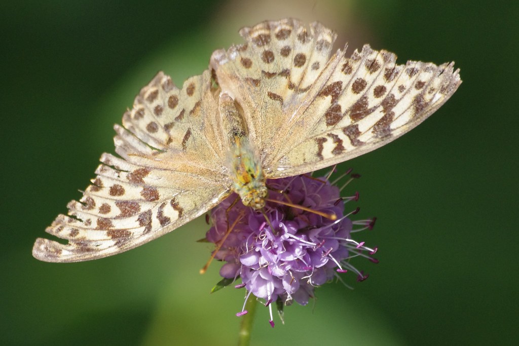 IMGP4653 Silver-Washed Fritillary, Waresley Wood, August 2012