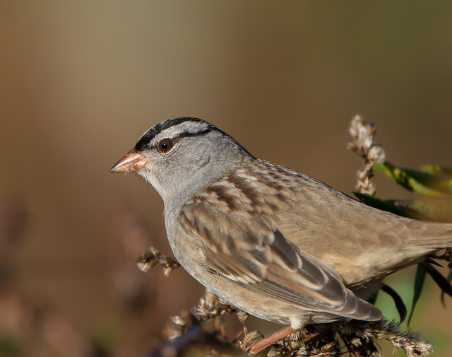 Light in a White-crowned Sparrow's Eye
