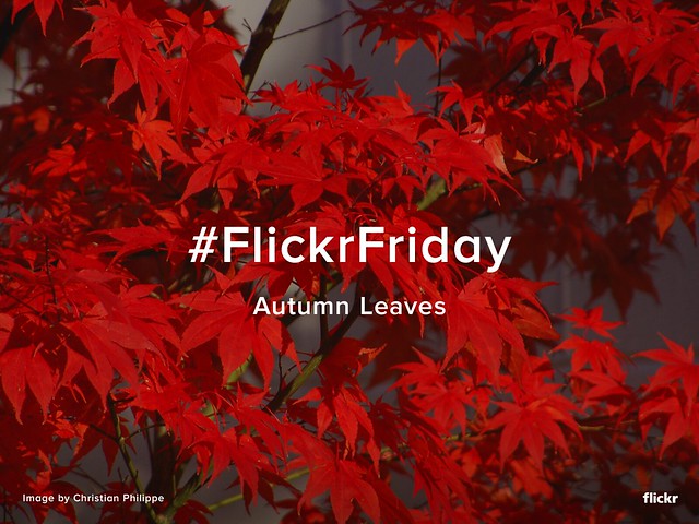 Flickr Friday - Autumn Leaves