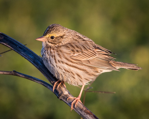 bird birds sacramentonationalwildliferefuge sparrow savannahsparrow nwr bruantdesprés sasp gorriónsabanero passerculussandwichensis