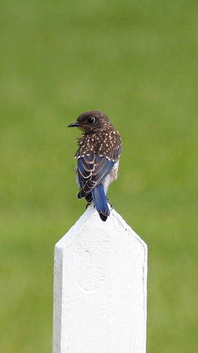 Eastern Bluebird (juv) | OLYMPUS DIGITAL CAMERA | Flickr