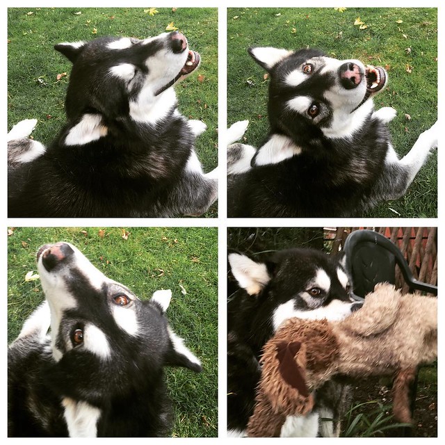 Not very clever...but very pretty. #roscoe #malamute #dogstagram #doggy #animals #pets #idiot