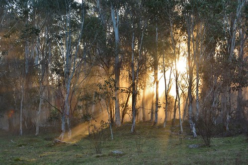aus australia bagostateforest geo:lat=3568915190 geo:lon=14815388560 geotagged newsouthwales forest woodland raysoflight sunshinethroughtrees