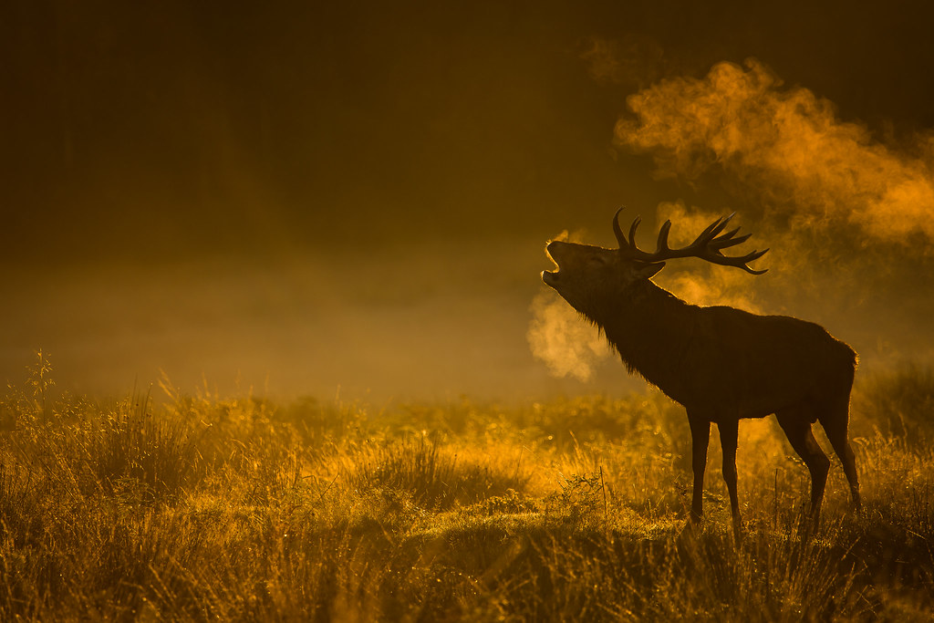 Red Stag at Sunrise