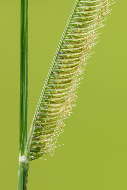 Ctenium aromaticum (Toothache grass)