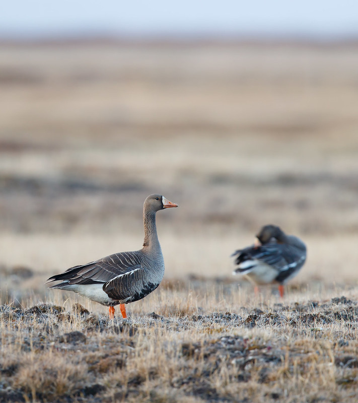 Anser albifrons | Greater White-fronted Goose | bläsgås