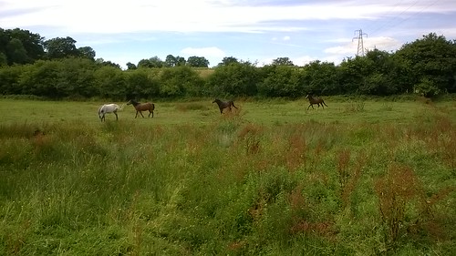 Horses near Giffords Wood West Sussex