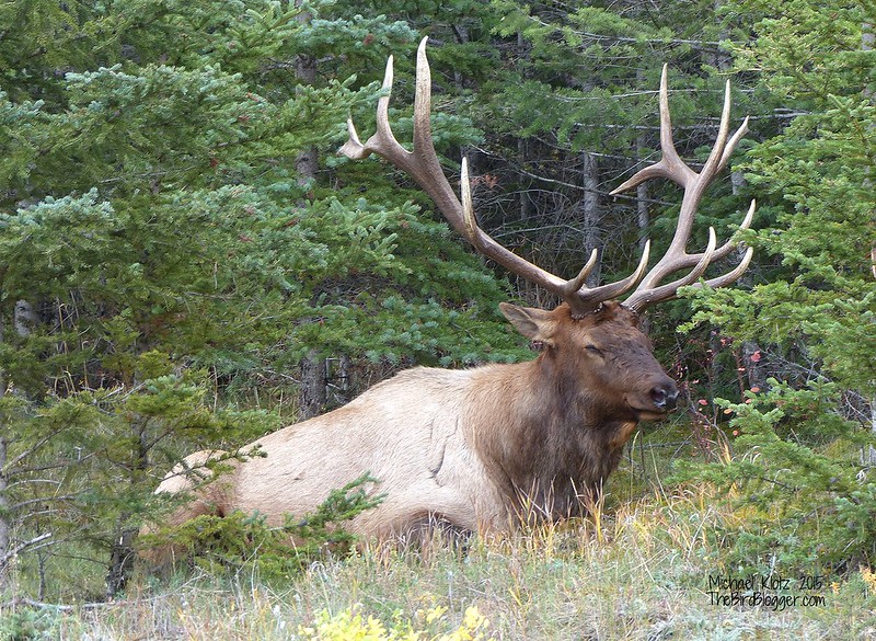 Rocky Mountain Elk - Jasper, AB