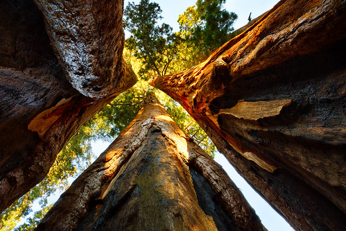 Proximity by Brian Truono Photography, Aside from the bark being fire resistant, these Giant Sequoias have another unique ability... neighb