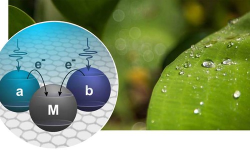 Combining quantum physics and photosynthesis to make discovery that could lead to highly efficient solar cells | by pymechkeeper