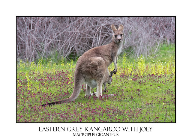 Eastern Grey Kangaroo with Joey