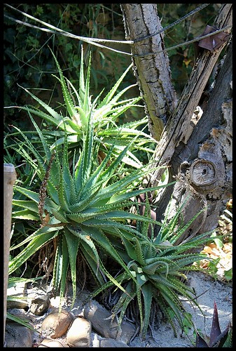 Aloe x spinosissima 22144387406_e44cc24d97