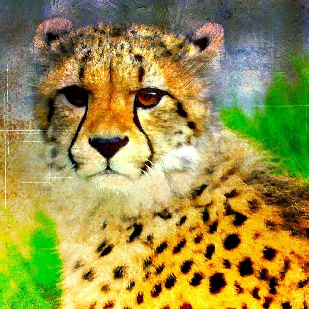 Cheetah | via Instagram ift.tt/2fgpMkE | Robert Trick Johnston | Flickr