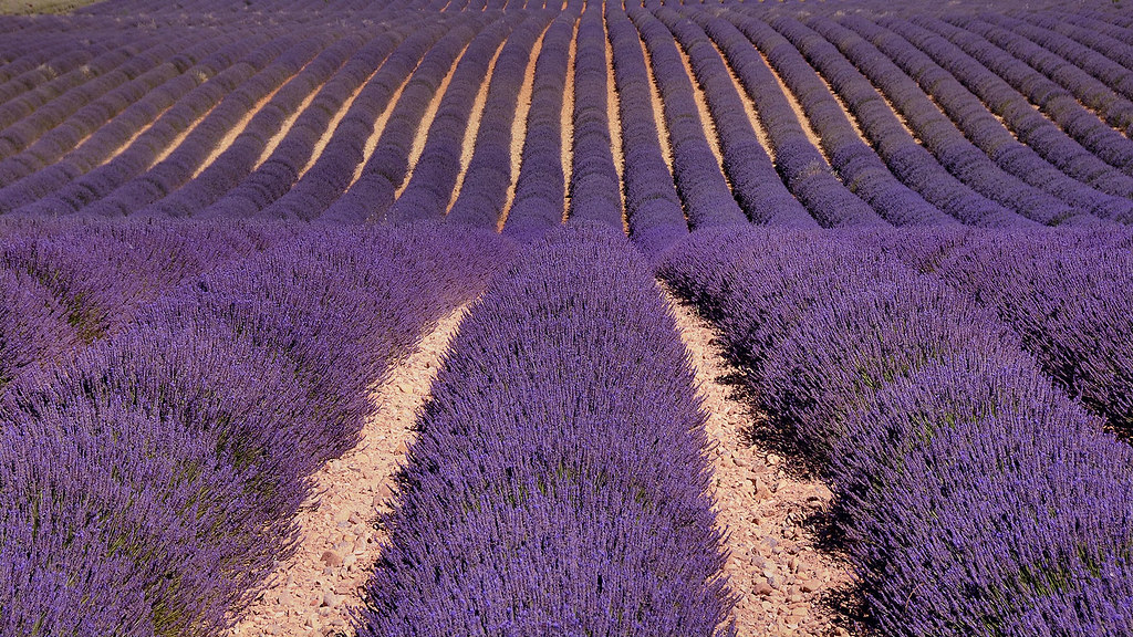 deep purple ( Explore ) | Antonio Rino Gastaldi | Flickr