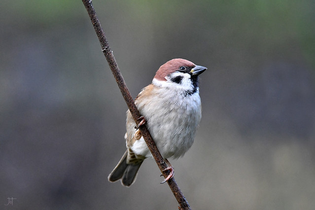 Tree Sparrow at Caerlaverock