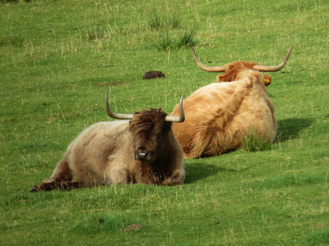Highland Cattle, Isle of Skye