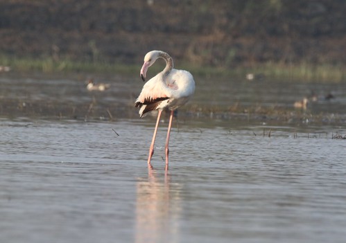 birds flamingo