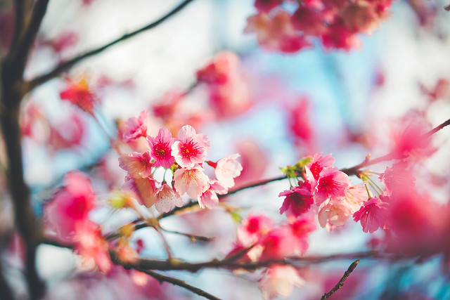 cherry blossom.