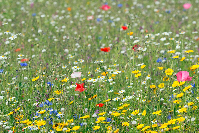 Flower Meadow, Ickworth Park, England