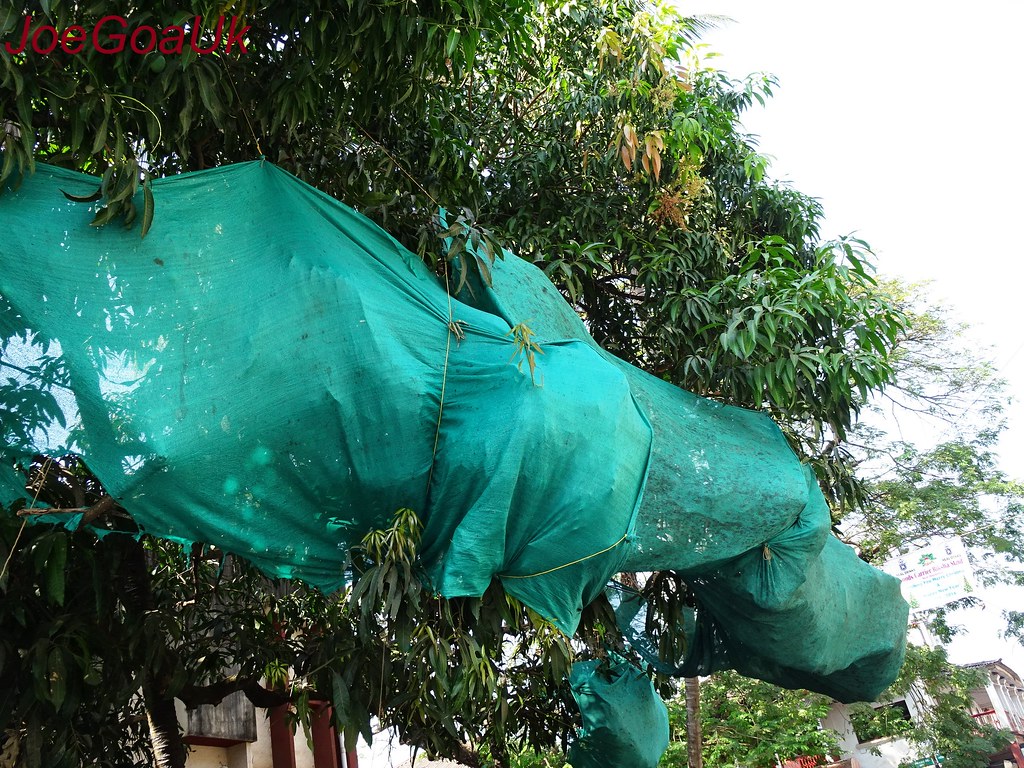 Protection for Mangoes