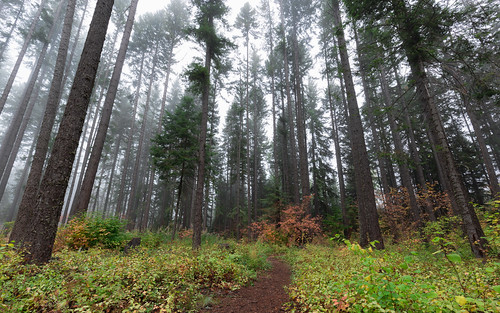 forest trees nature path trail fog foggy washington eastonstatepark canoneos5dmarkiii canonef1635mmf4lis pacificnorthwest easton unitedstates us