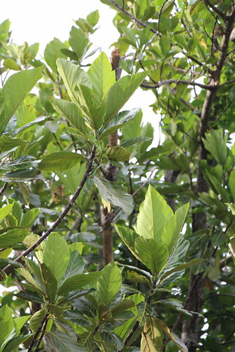 rota artocarpus moraceae artocarpusmariannensis