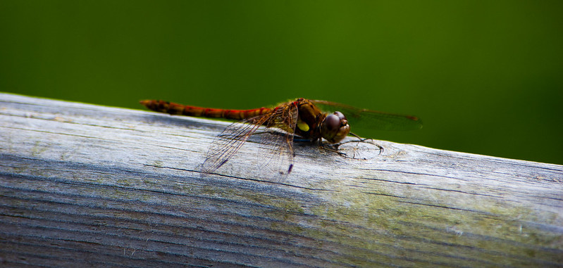 Common darter resting on railing