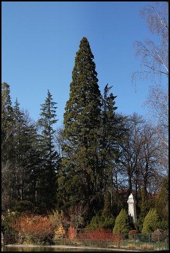 (43) Les arbres du Jardin Vinay (Le Puy-en-Velay) 22606373991_10c7ba3379