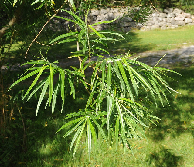 Salix viminalis KURVPIL Osier / Korb-Weide
