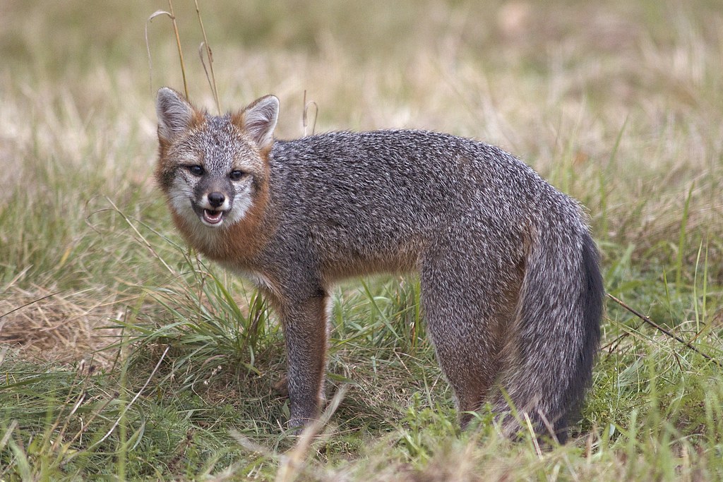 Silver Fox 2