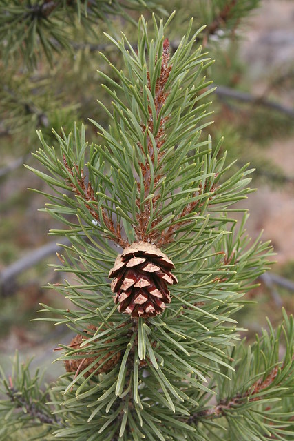 Pinus contorta subsp. latifolia