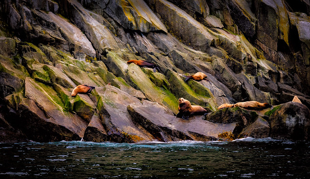 Stellar Sea Lions,  Chiswell Islands