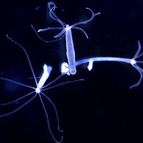 Is falling apart inevitable as we get older? Not for tiny aquatic animals called hydra, says a team led by Duke University aging researcher James Vaupel. Unlike us, hydra continue to survive and reproduce well into old age, the researchers find. The resul