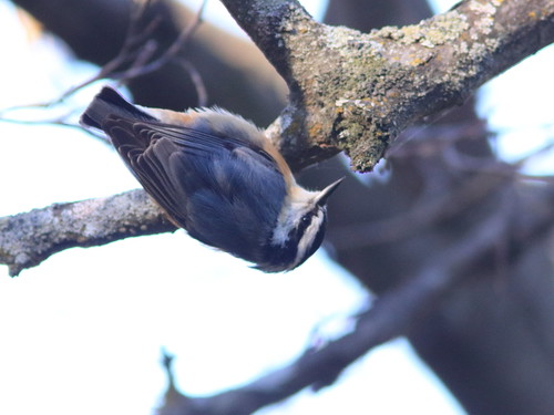 Red-breasted Nuthatch 05-20161013