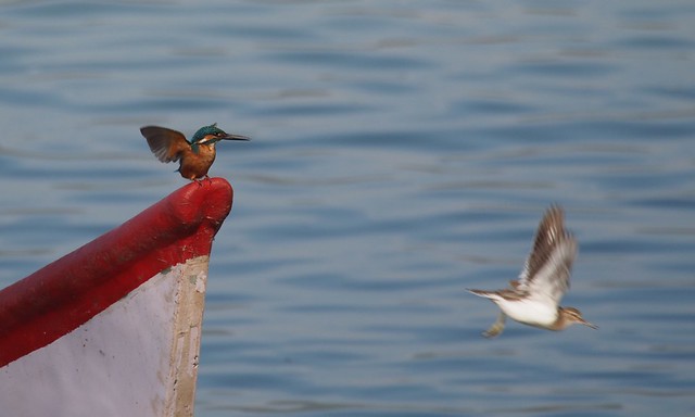 Kingfisher Buzzed by sandpiper