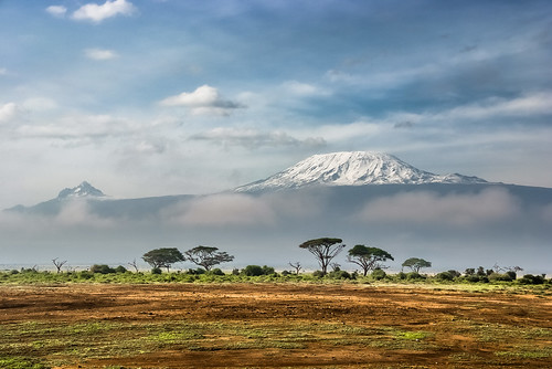 africa travel tree kilimanjaro nature landscape kenya safari amboseli