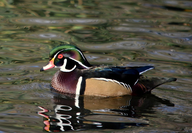 THE COLORFUL AND VIVID MALE WOODDUCK.