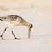 Flickr photo 'Bar-tailed Godwit' by: 0ystercatcher.