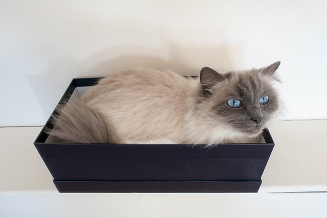 Paisley in shoebox