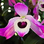 Orquídea / Orchid  - (Dendrobium Nobile Lindl.)