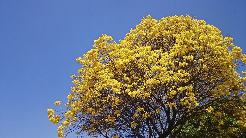 Ipê-amarelo [Handroanthus albus] - a photo on Flickriver